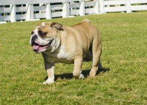 Bulldog