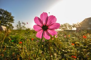 Field Meadow Flower Pink