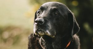 Black Dog